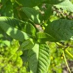 Phytolacca americanaLeaf