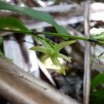 Angraecum calceolus फूल