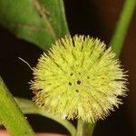 Hyptis lanceolata Fruit