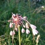 Allium oleraceum Flower