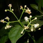 Chrysochlamys glauca Flor