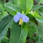 Commelina erectaFlors