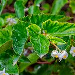 Begonia cubensis Autre