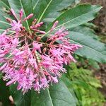 Fuchsia arborescens 花