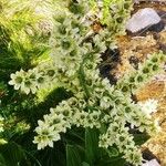 Veratrum californicum Flower