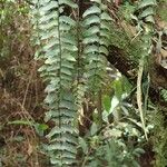 Asplenium barteri Hábito