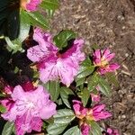 Rhododendron lapponicum പുഷ്പം