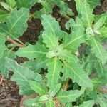 Oxybasis glauca পাতা