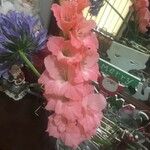 Gladiolus communis Kwiat