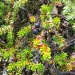 Empetrum nigrum Fruto