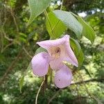 Sigmoidotropis speciosa Flower