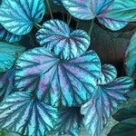 Begonia rex Leaf