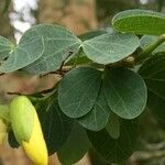 Bauhinia tomentosa Лист