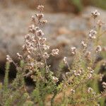 Erica galioides Flor