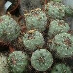 Rebutia neumanniana 葉