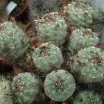 Rebutia neumanniana Φύλλο