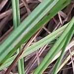 Carex flacca Feuille