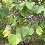 Cercis occidentalis Hoja