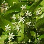 Asparagus asparagoides Sonstige