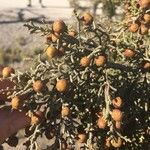 Juniperus phoenicea Плод