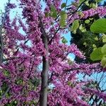 Cercis siliquastrumFlor