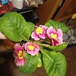 Primula vulgarisКвітка