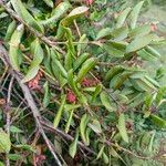 Agarista salicifolia (Lam.) G.DonFruit