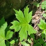 Petasites frigidus Leaf