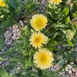 Hieracium berardianum Flower