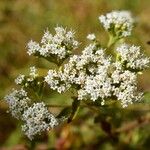 Stevia ovata Flor