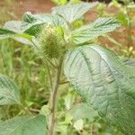 Acalypha alopecuroidea Leaf