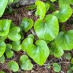 Galax urceolata Leaf