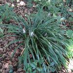 Ophiopogon jaburan Leaf