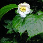 Calycanthus chinensis Floare