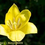 Tulipa billietiana Květ