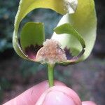 Mkilua fragrans Flower