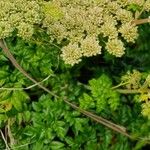 Angelica pachycarpa Kwiat