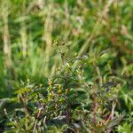 Bidens connata Frunză