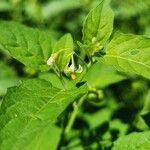 Solanum americanumFlower