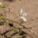 Arenaria hispida Blüte