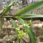 Polystachya fusiformis Flower