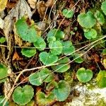 Saxifraga rotundifolia Lehti