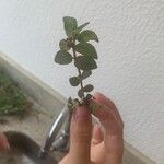Euphorbia hirta Flower