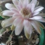 Gymnocalycium anisitsii Flower