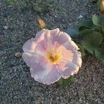 Calystegia soldanellaফুল