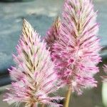 Ptilotus extenuatus Flor