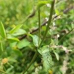 Nepeta nuda Blad