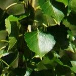 Populus nigra পাতা