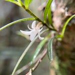 Angraecum panicifolium Flor