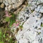 Asperula aristata Blomst